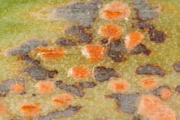 Plancia ëd Puccinia porri (Sowerby) G. Winter 1881