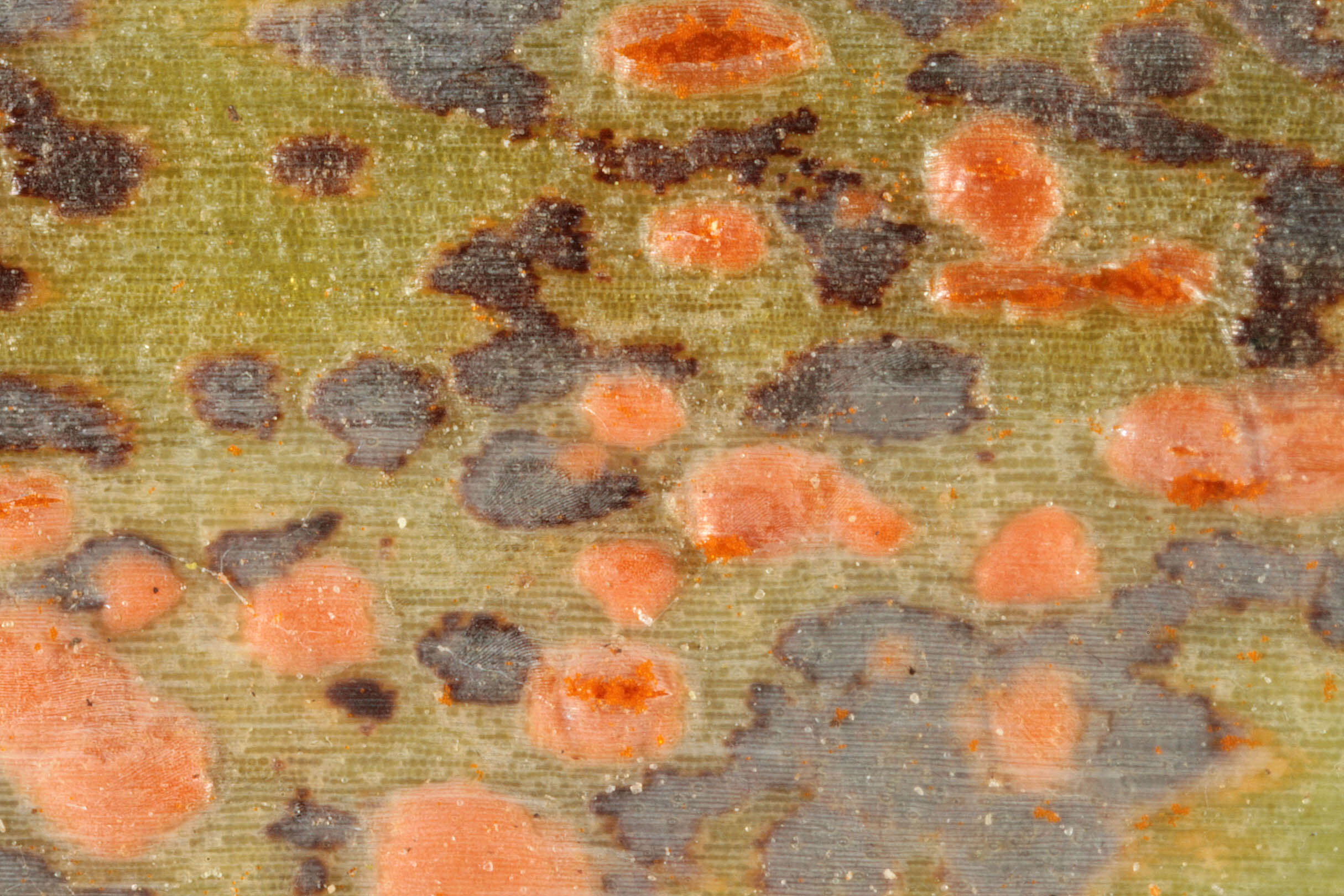 Plancia ëd Puccinia porri (Sowerby) G. Winter 1881