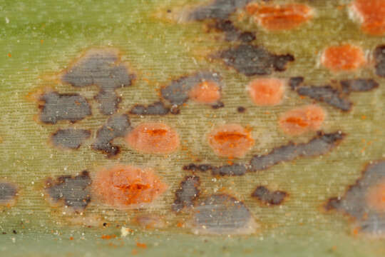 Plancia ëd Puccinia porri (Sowerby) G. Winter 1881