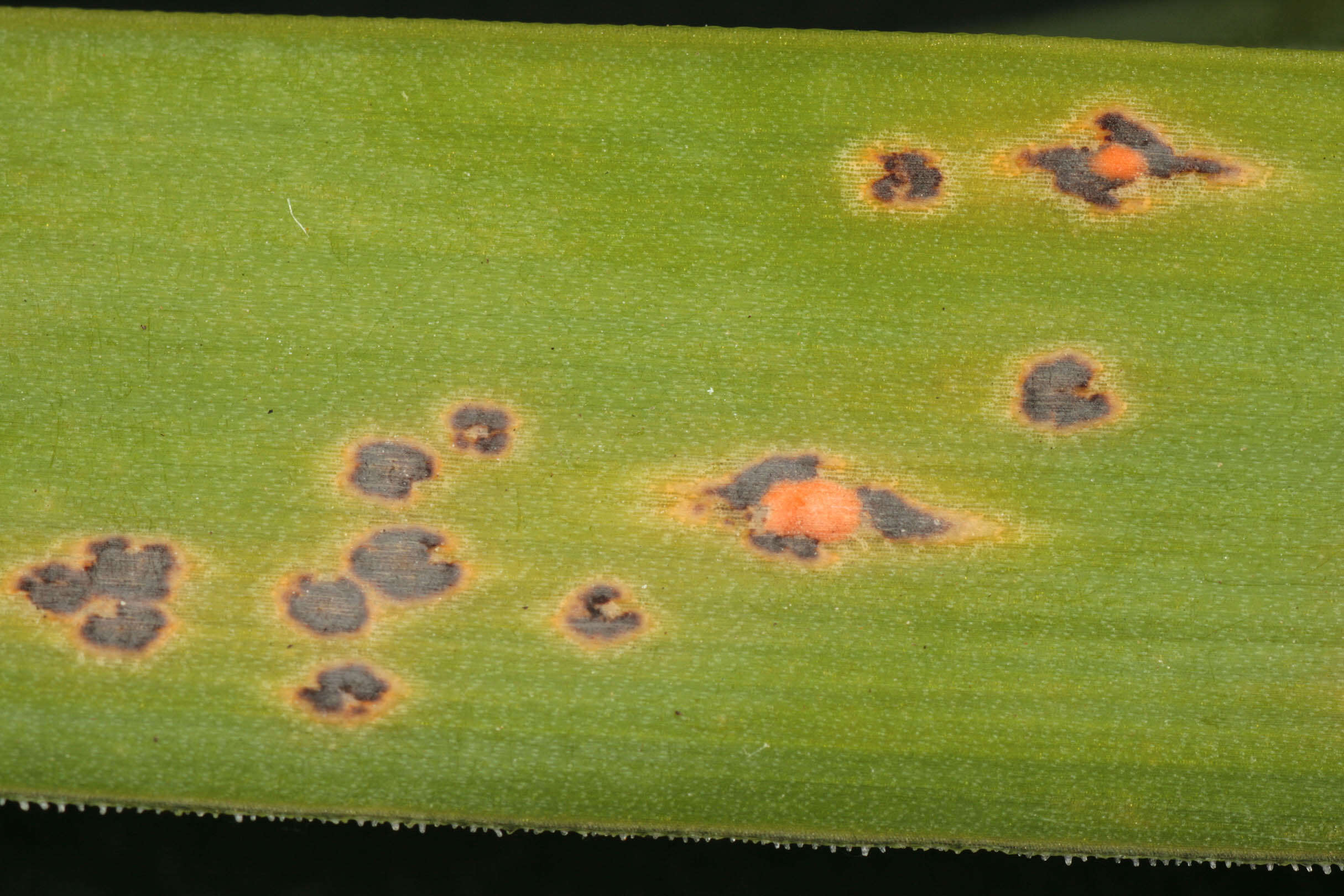 Plancia ëd Puccinia porri (Sowerby) G. Winter 1881