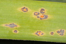 Plancia ëd Puccinia porri (Sowerby) G. Winter 1881