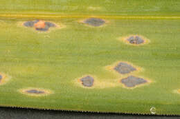 Plancia ëd Puccinia porri (Sowerby) G. Winter 1881