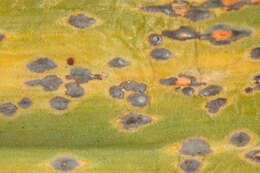 Plancia ëd Puccinia porri (Sowerby) G. Winter 1881