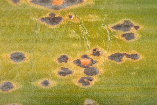 Plancia ëd Puccinia porri (Sowerby) G. Winter 1881