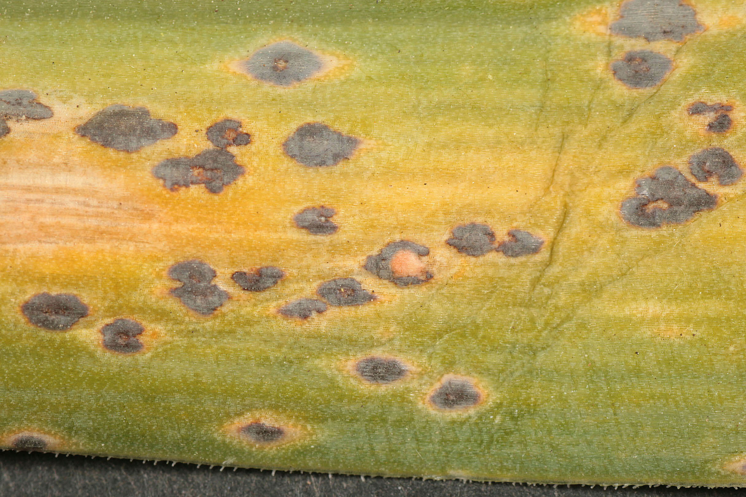 Plancia ëd Puccinia porri (Sowerby) G. Winter 1881