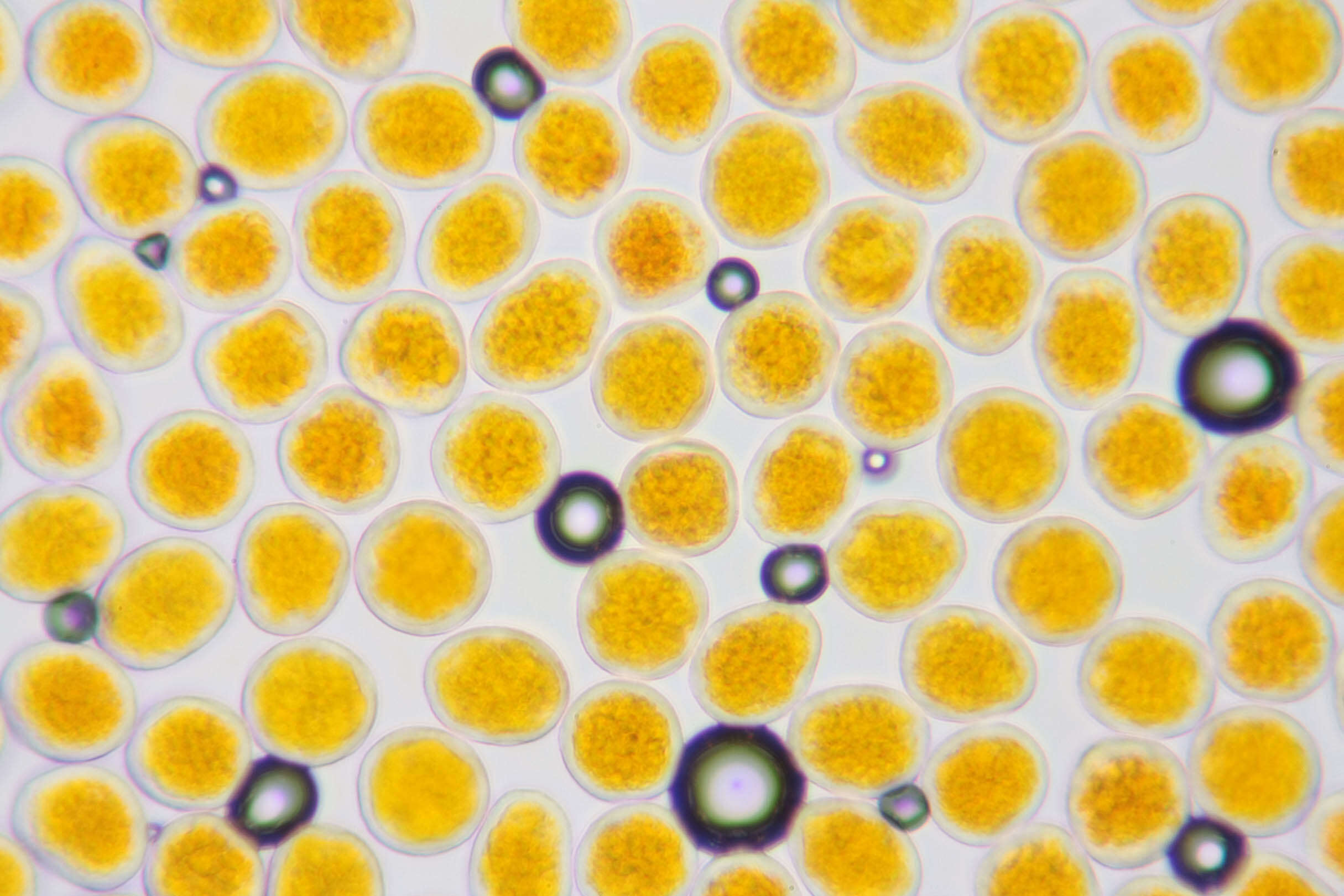 Plancia ëd Puccinia porri (Sowerby) G. Winter 1881