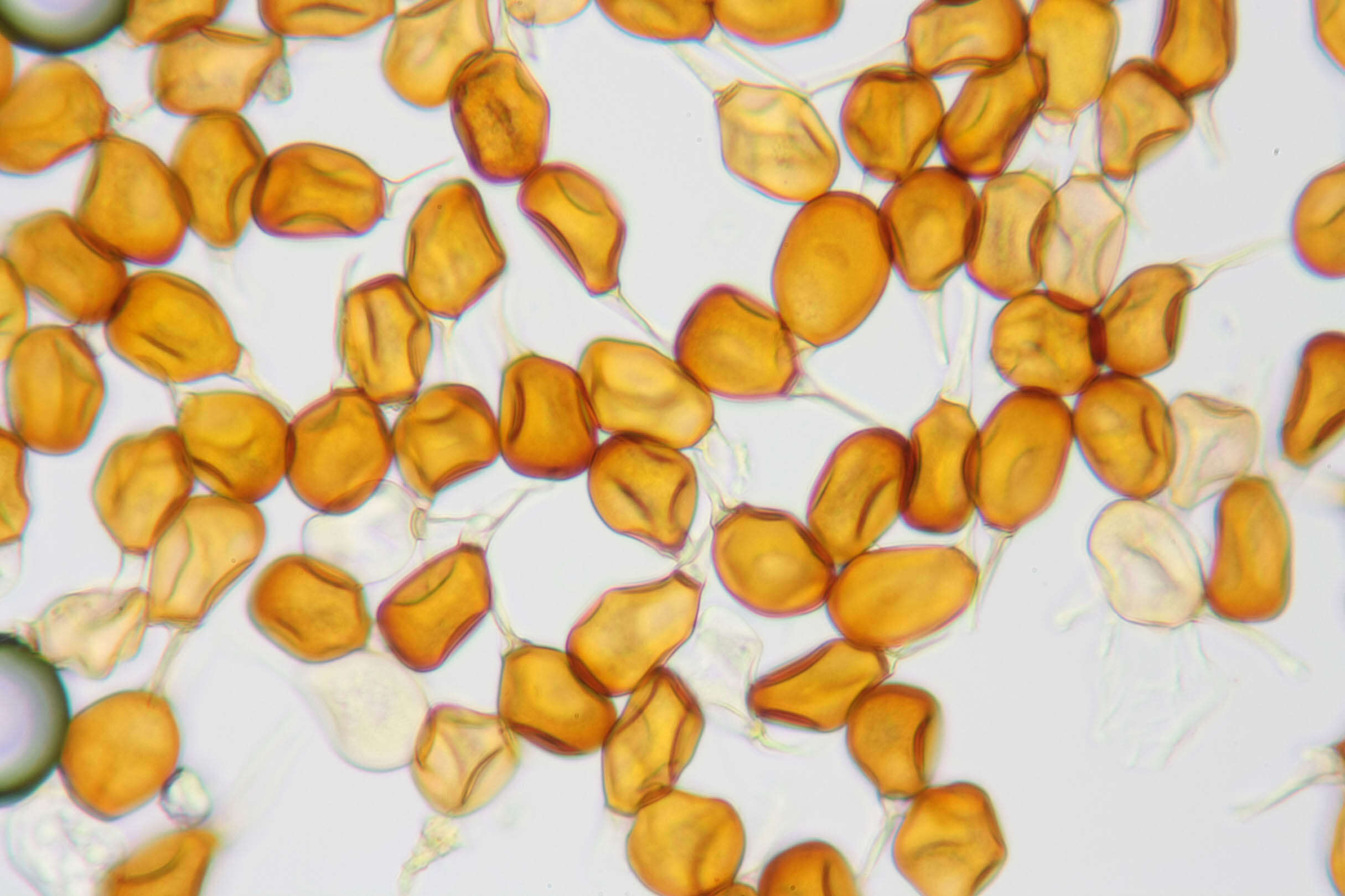 Plancia ëd Puccinia porri (Sowerby) G. Winter 1881