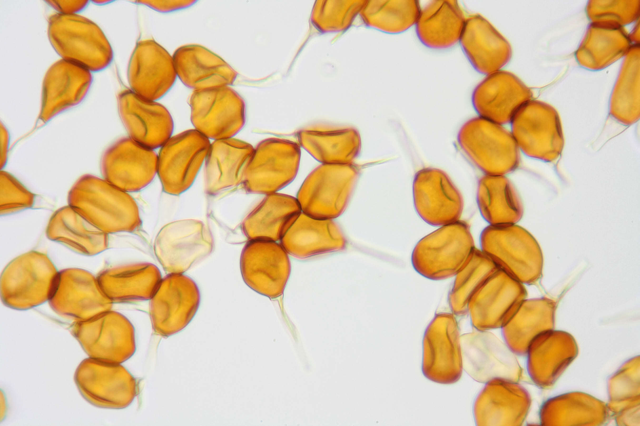 Plancia ëd Puccinia porri (Sowerby) G. Winter 1881