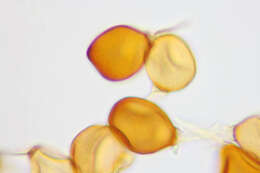 Plancia ëd Puccinia porri (Sowerby) G. Winter 1881