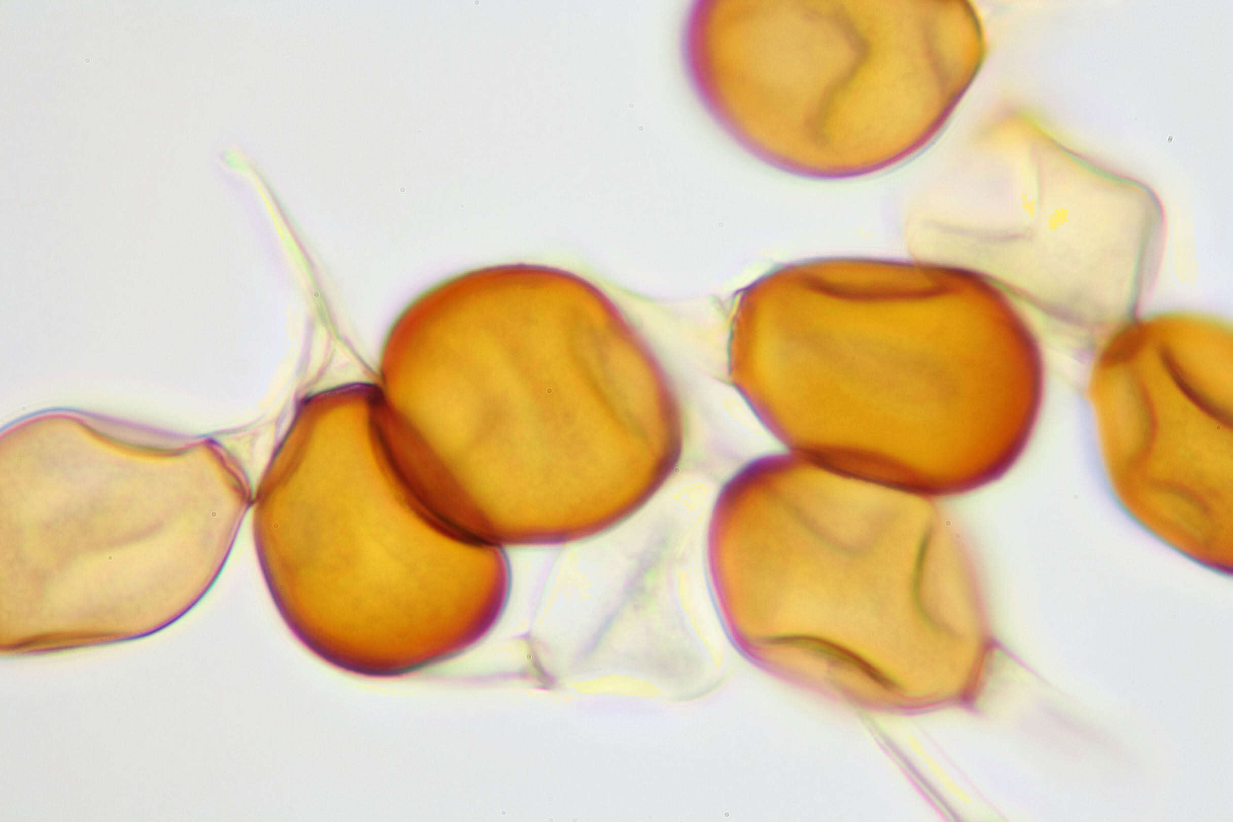 Plancia ëd Puccinia porri (Sowerby) G. Winter 1881