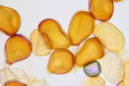 Plancia ëd Puccinia porri (Sowerby) G. Winter 1881