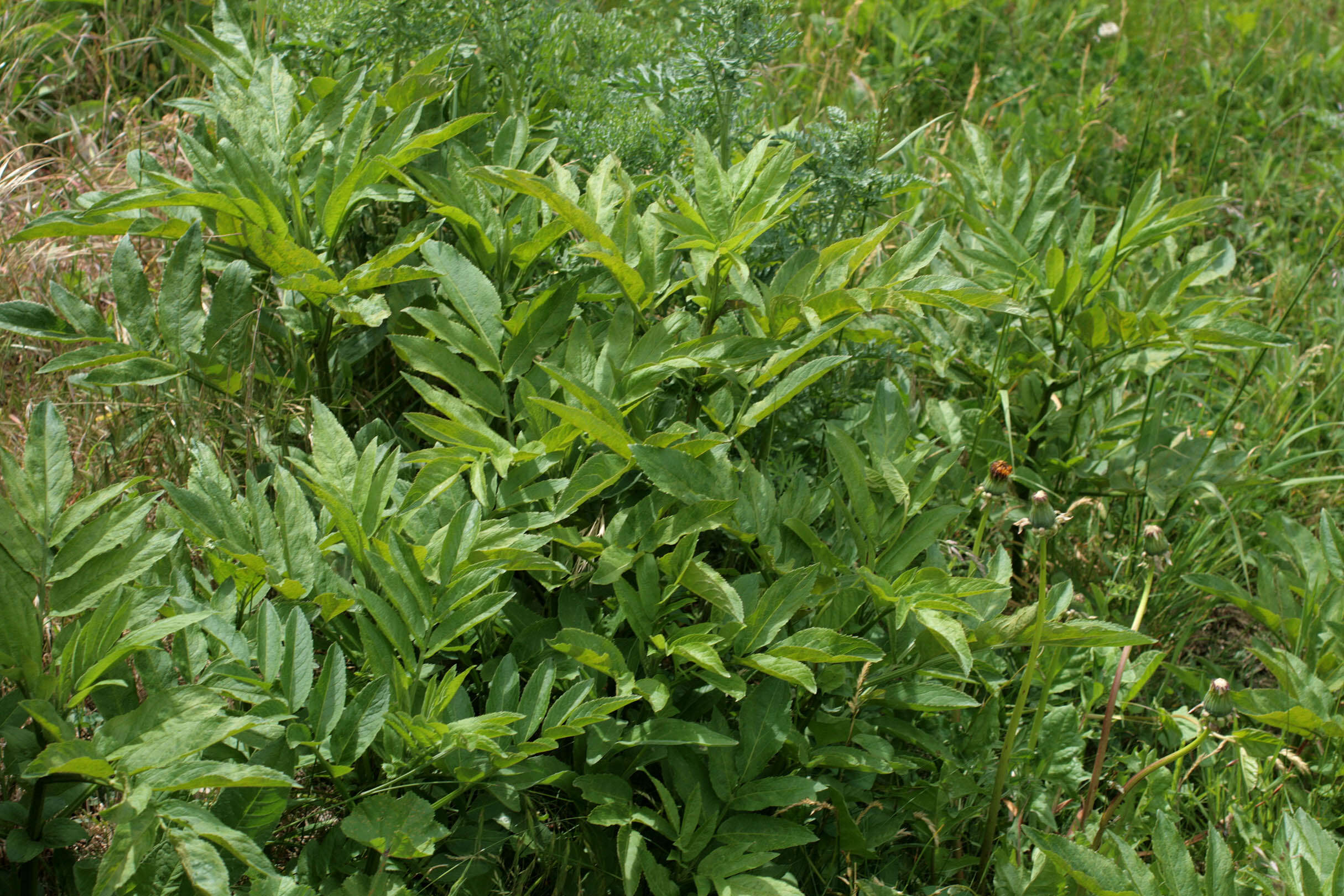 Слика од Sambucus ebulus L.