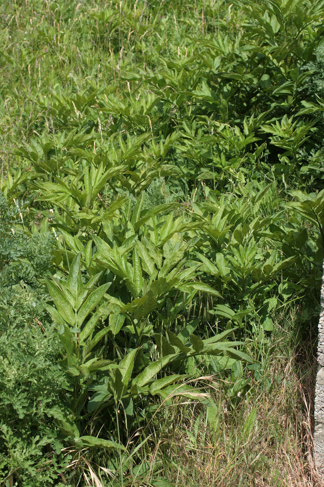 Image of danewort, dwarf elder