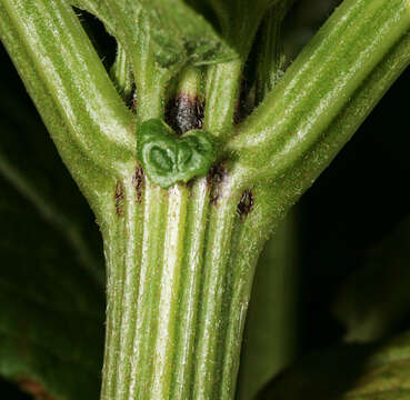 Image of danewort, dwarf elder