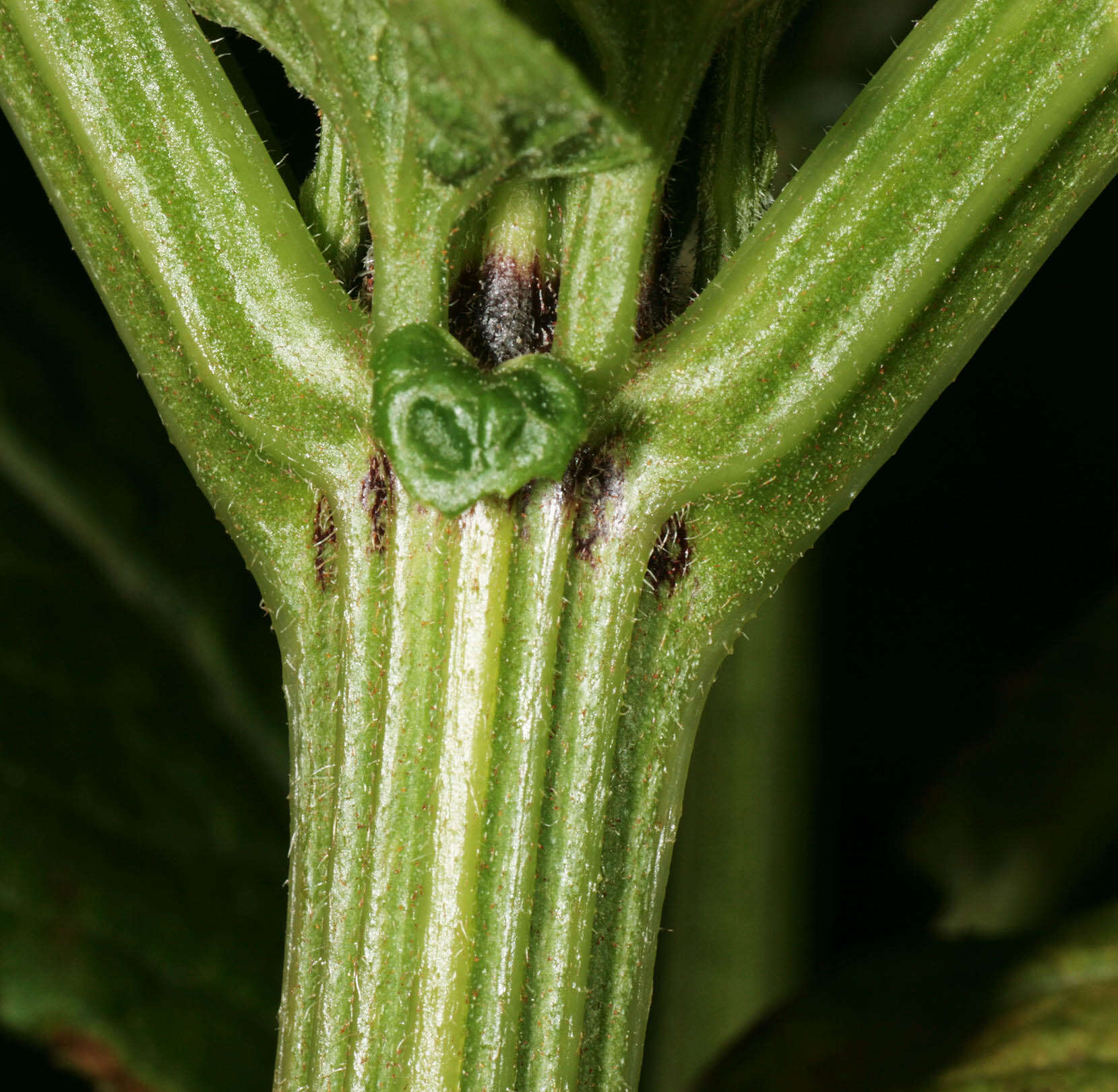 Image of danewort, dwarf elder