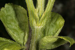 Image of danewort, dwarf elder