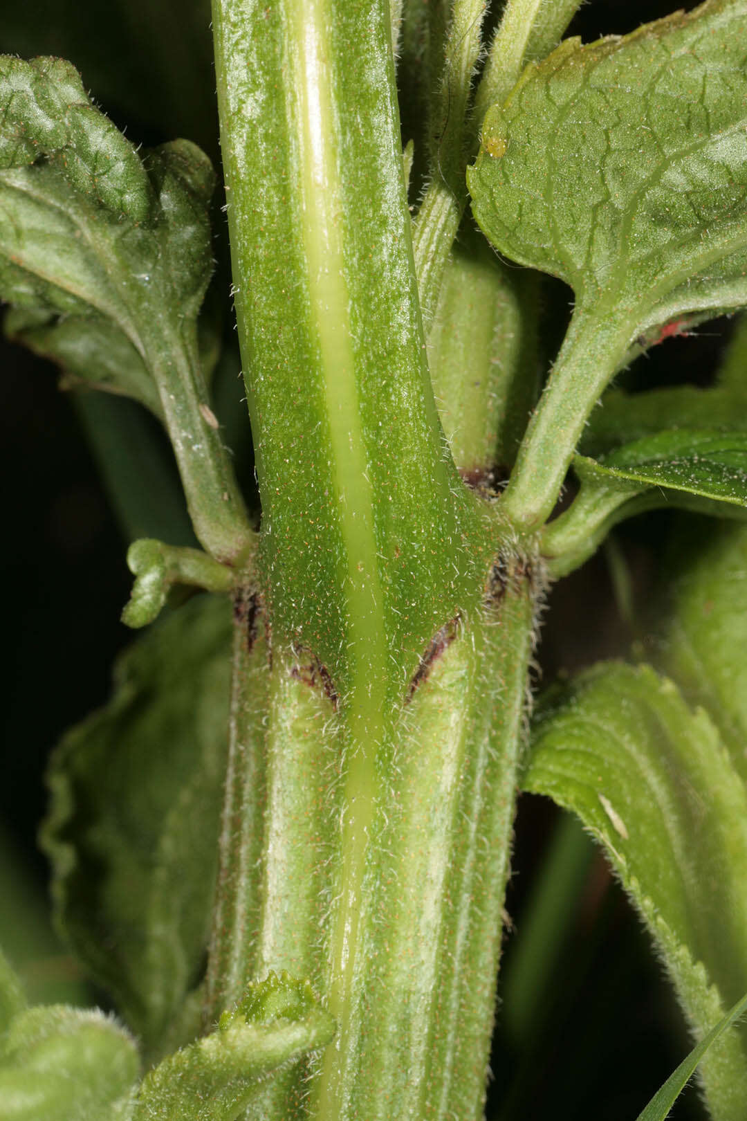 Image of danewort, dwarf elder