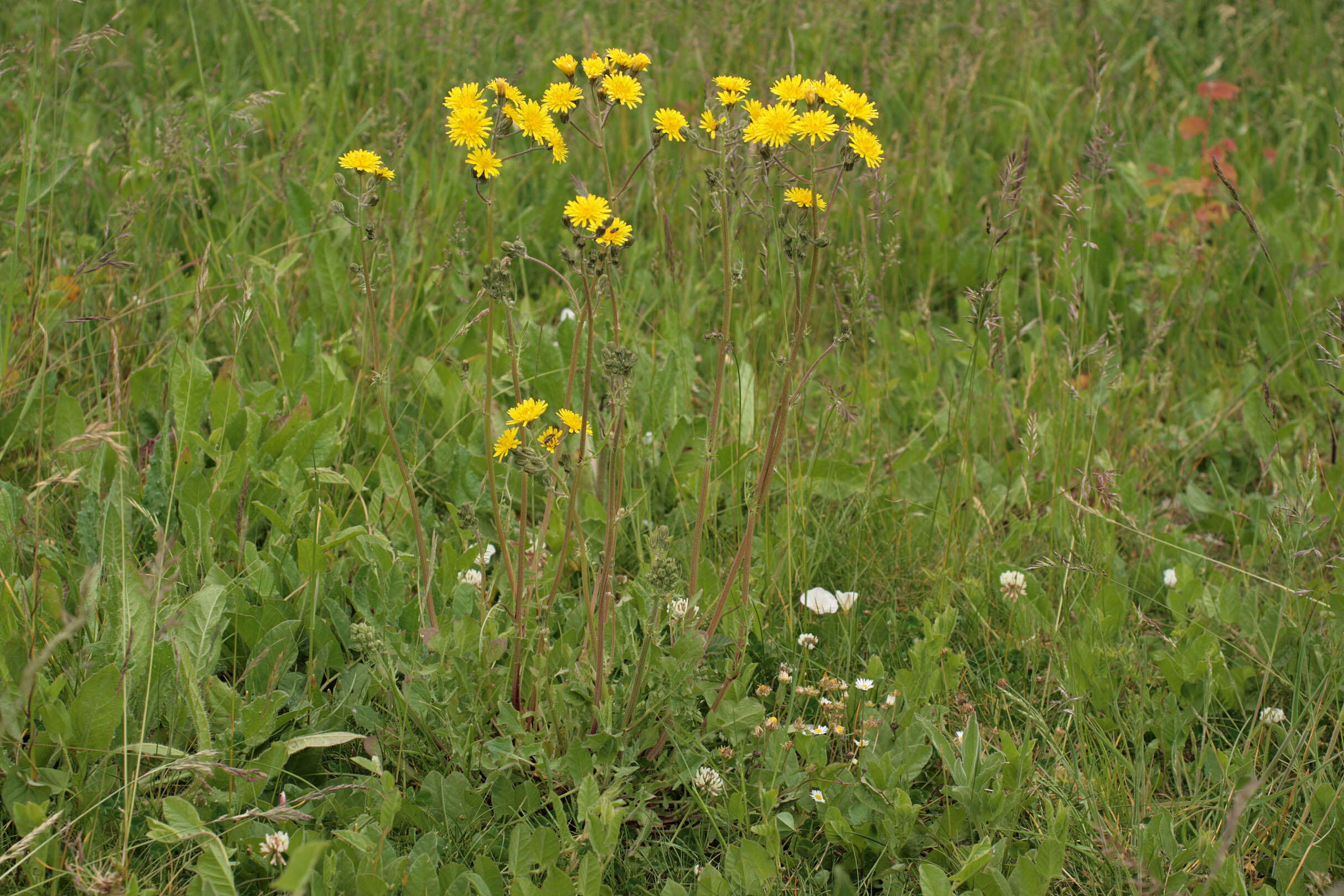 Image of beaked hawksbeard