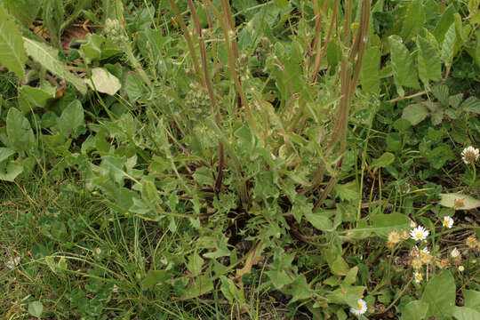 Image of beaked hawksbeard