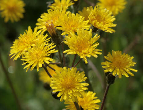 Image of beaked hawksbeard