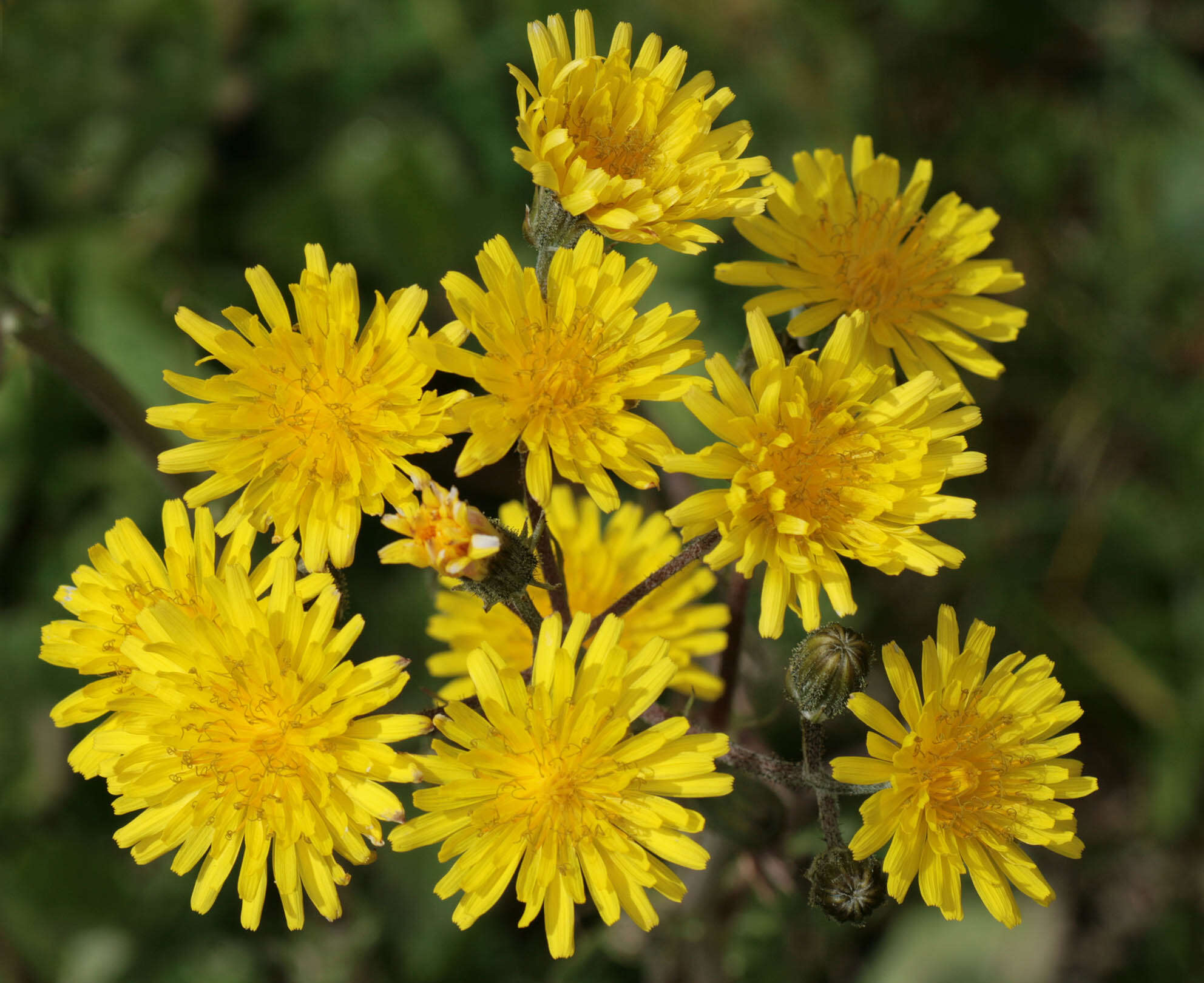 Image of beaked hawksbeard