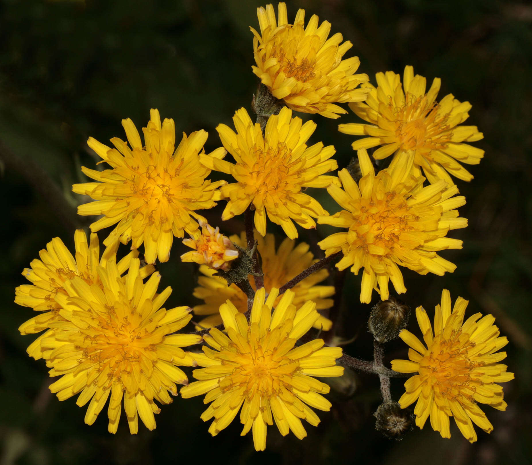 Image of beaked hawksbeard