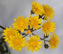 Image of beaked hawksbeard