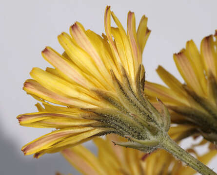 Image of beaked hawksbeard