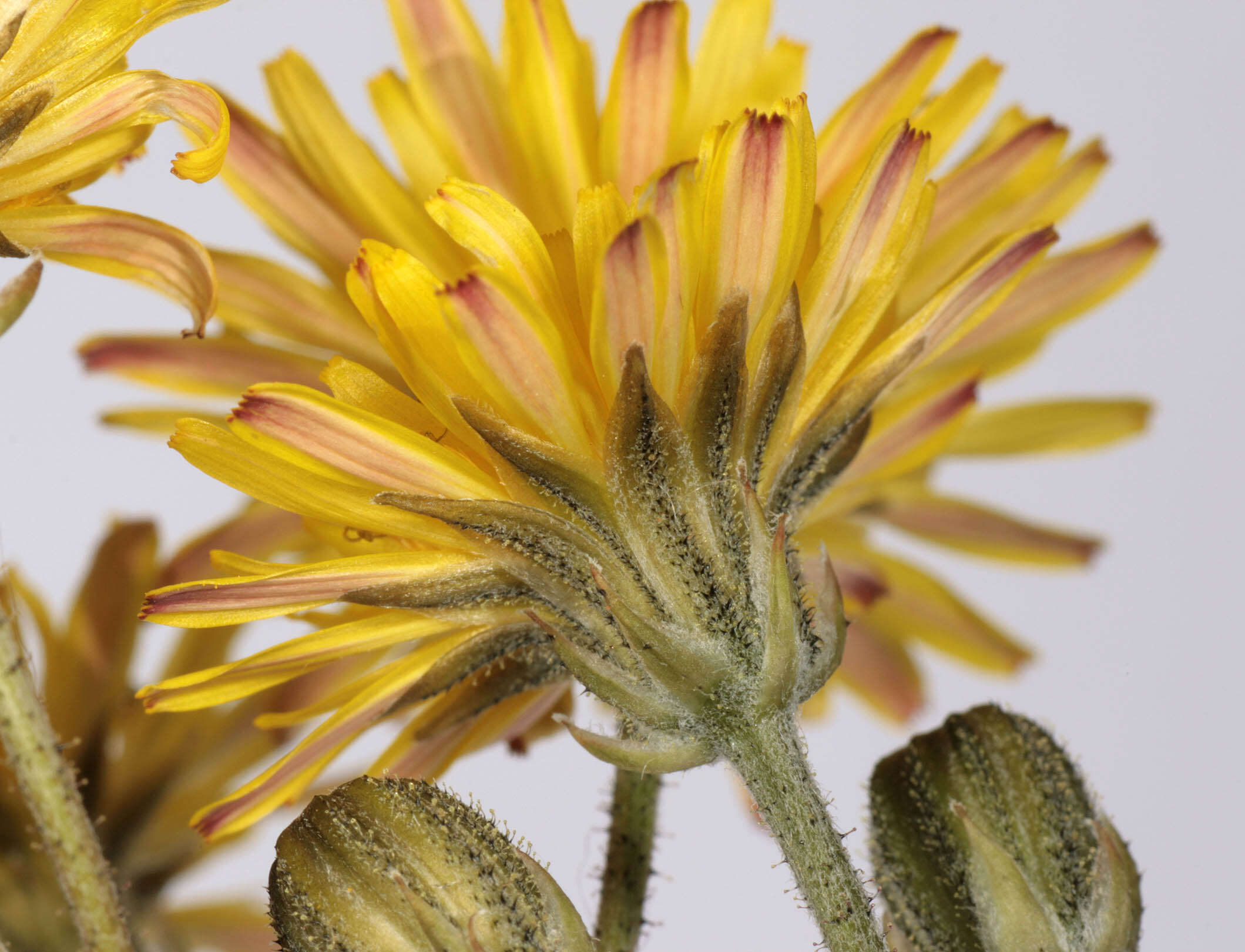 Image of beaked hawksbeard