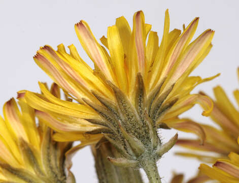 Image of beaked hawksbeard