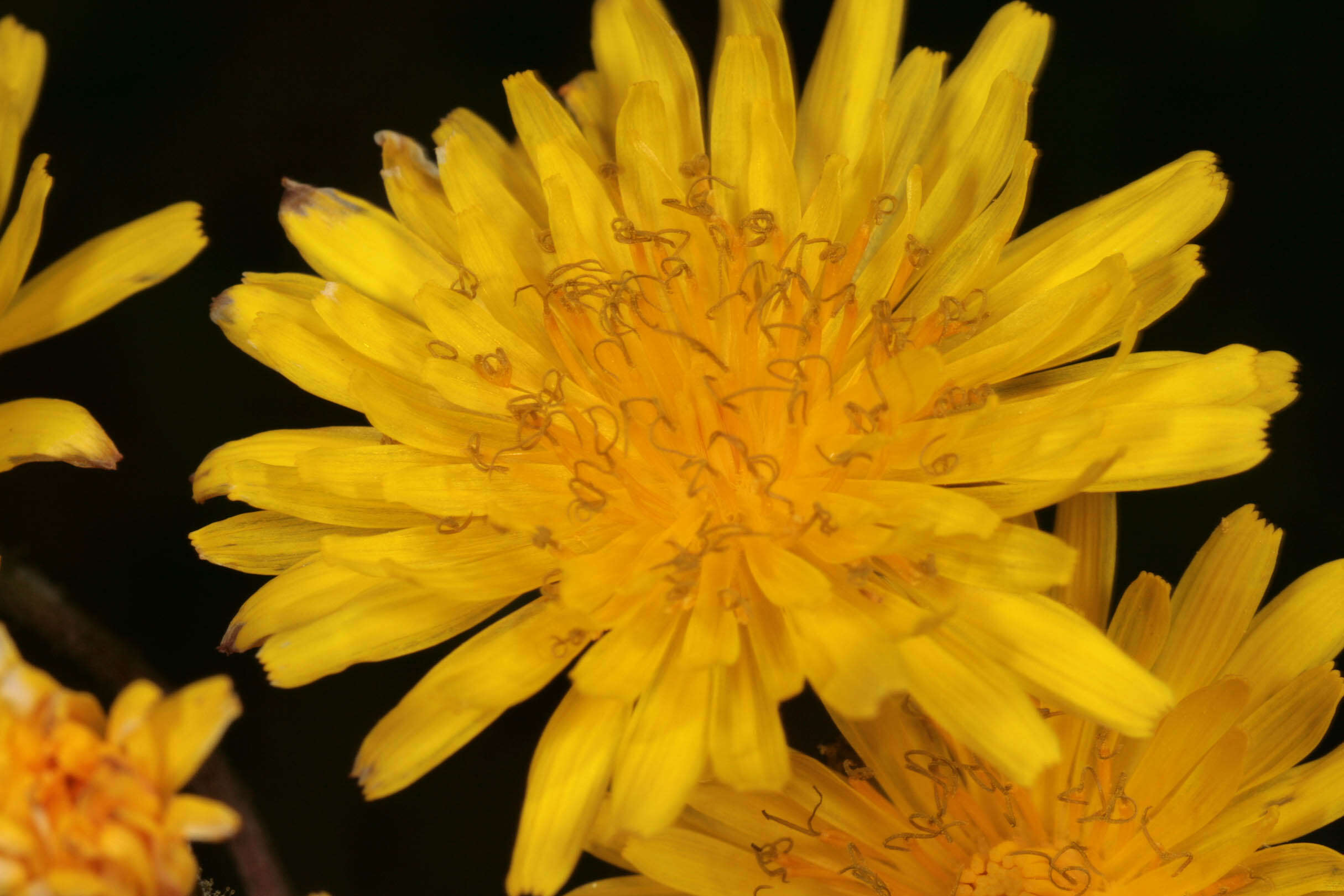 Image of beaked hawksbeard