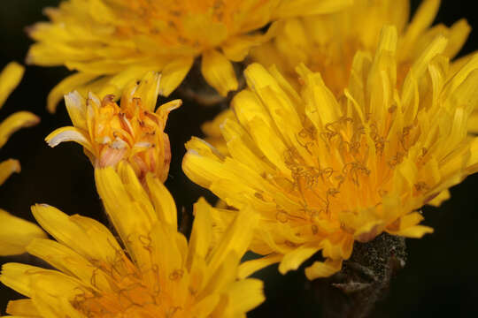 Image of beaked hawksbeard