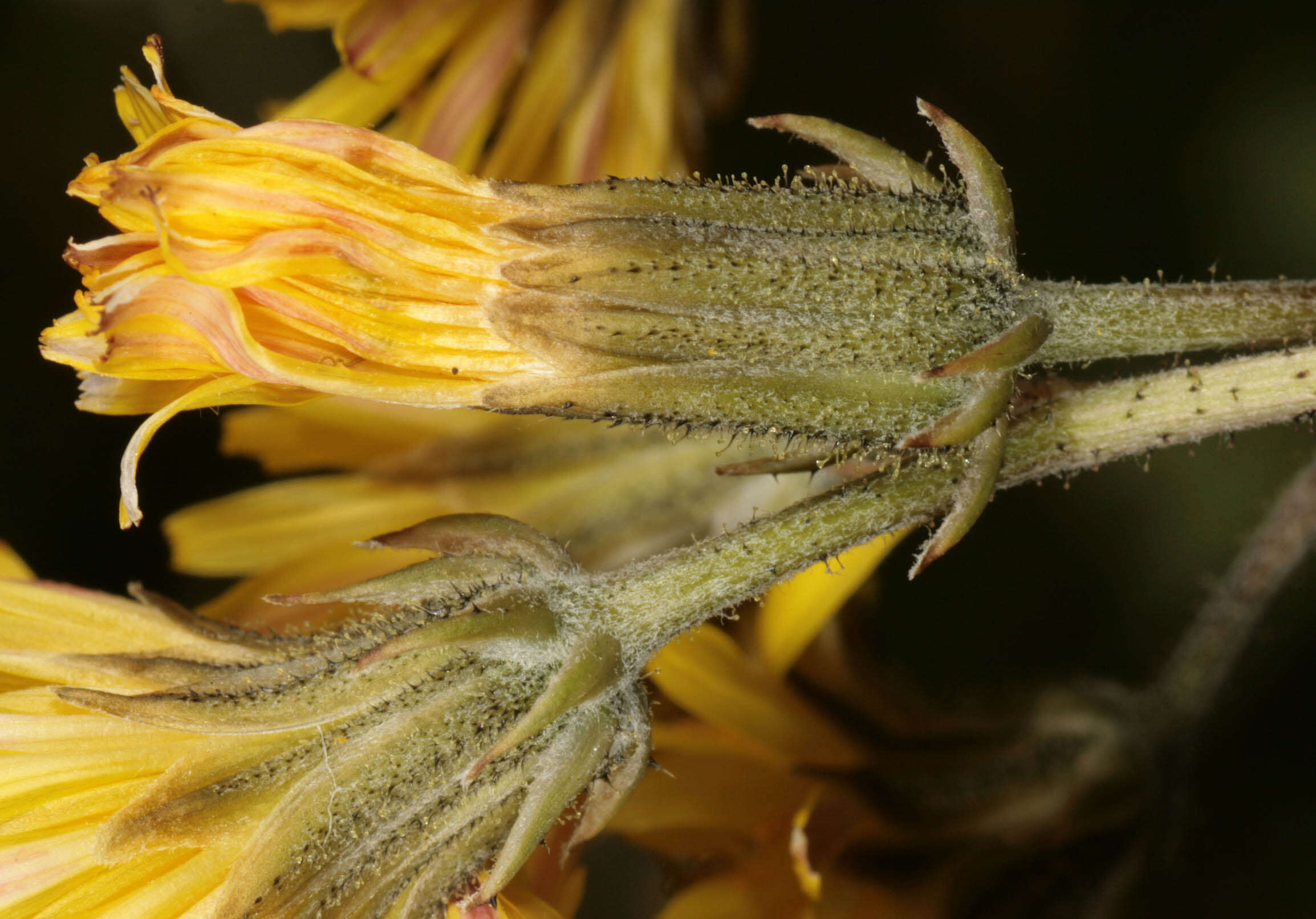 Image of beaked hawksbeard