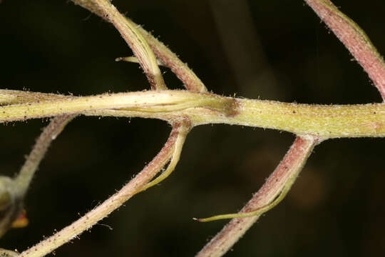 Image of beaked hawksbeard