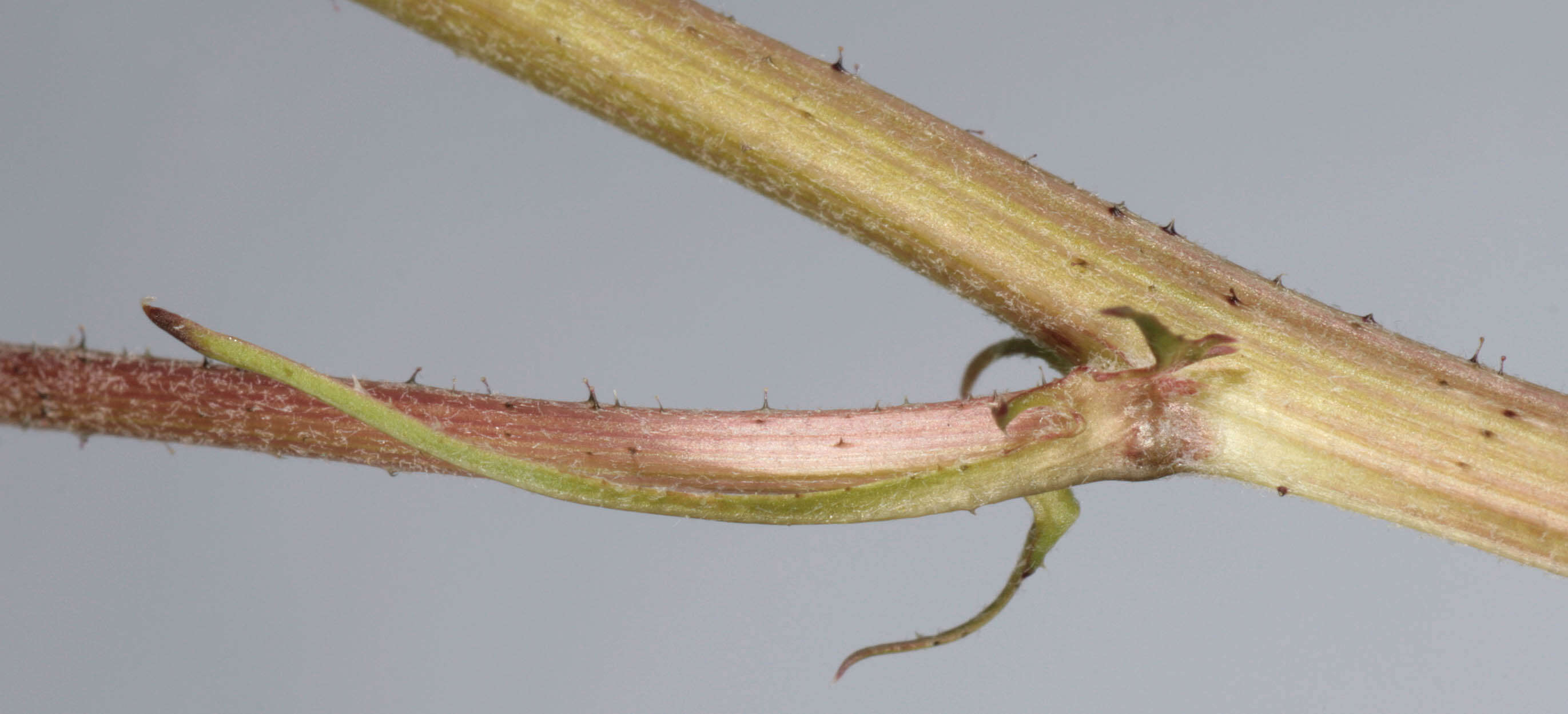 Image of beaked hawksbeard