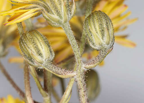 Image of beaked hawksbeard