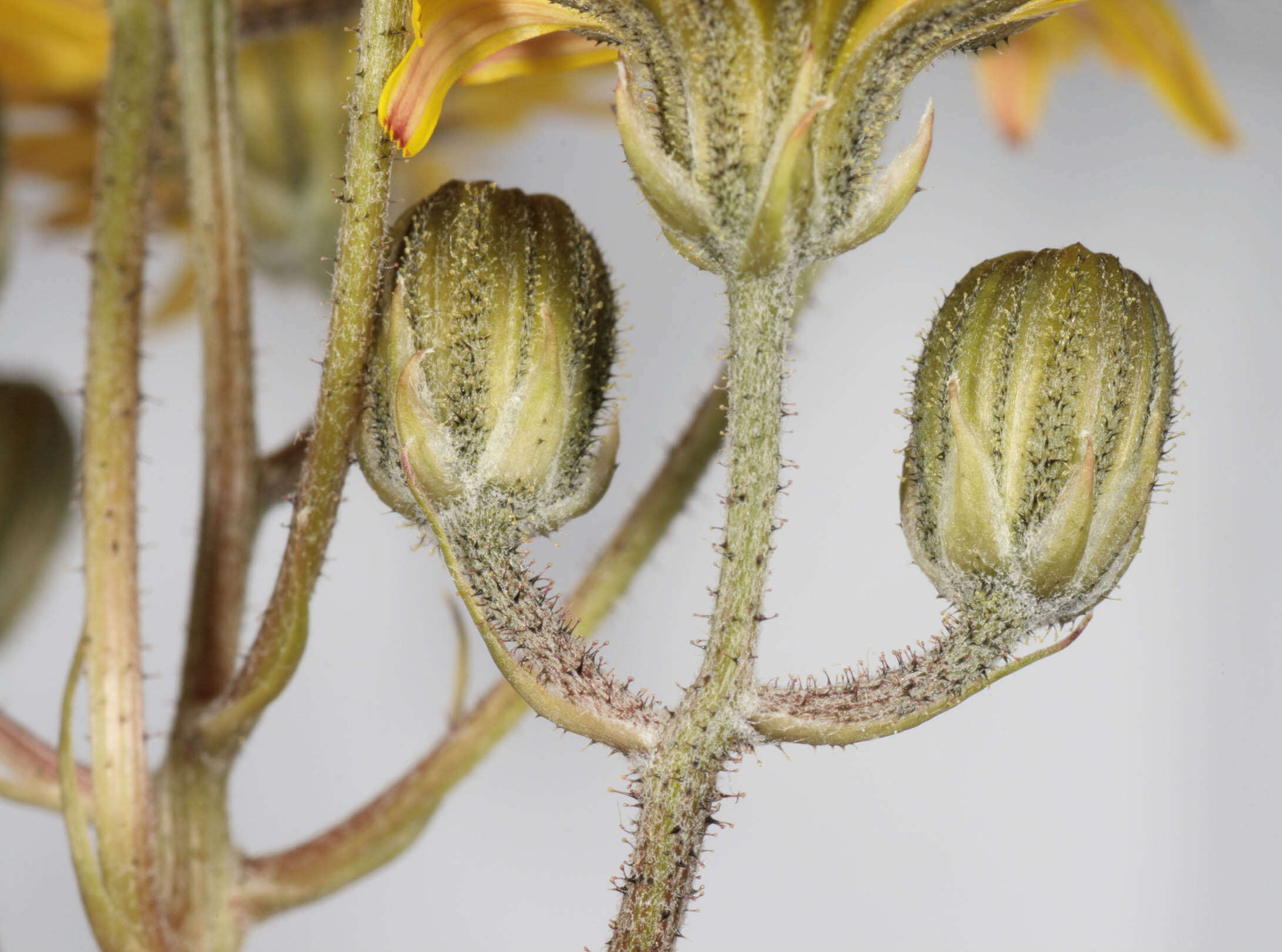 Image of beaked hawksbeard