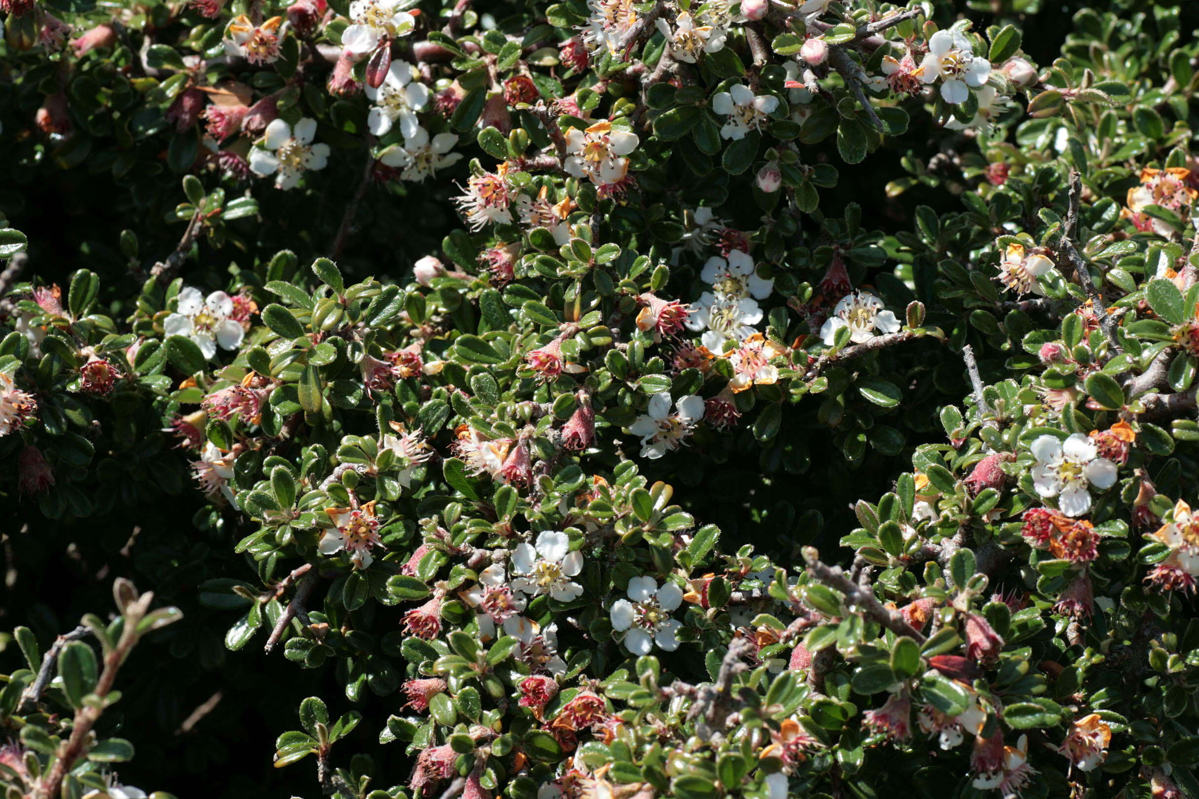 Image of Cotoneaster integrifolius (Roxb.) Klotz