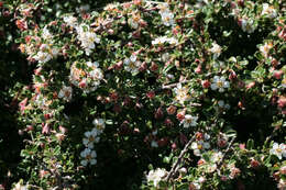 Image of Cotoneaster integrifolius (Roxb.) Klotz