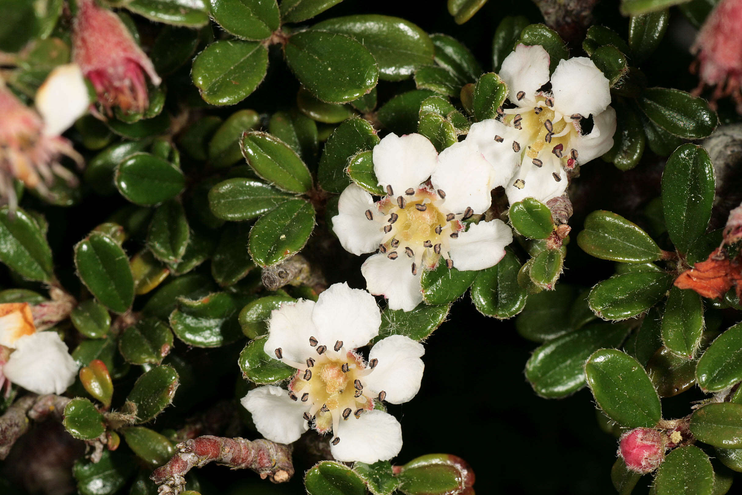 Image of Cotoneaster integrifolius (Roxb.) Klotz