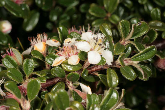 Image of Cotoneaster integrifolius (Roxb.) Klotz