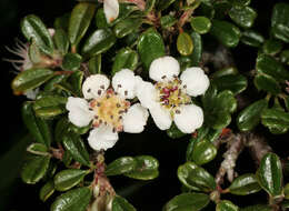 Image of Cotoneaster integrifolius (Roxb.) Klotz