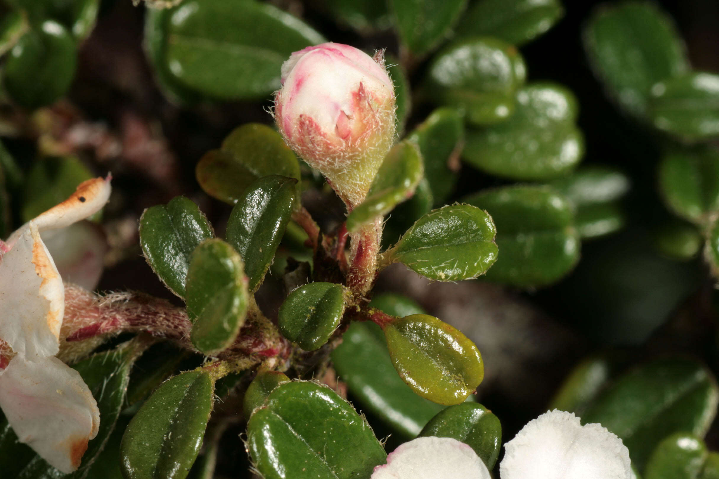 Image of Cotoneaster integrifolius (Roxb.) Klotz