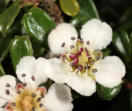 Image of Cotoneaster integrifolius (Roxb.) Klotz