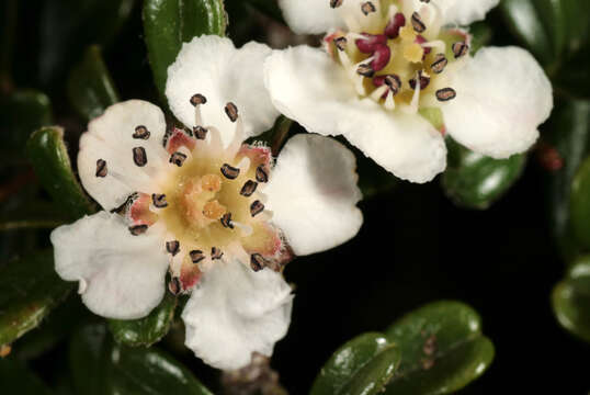 Image of Cotoneaster integrifolius (Roxb.) Klotz