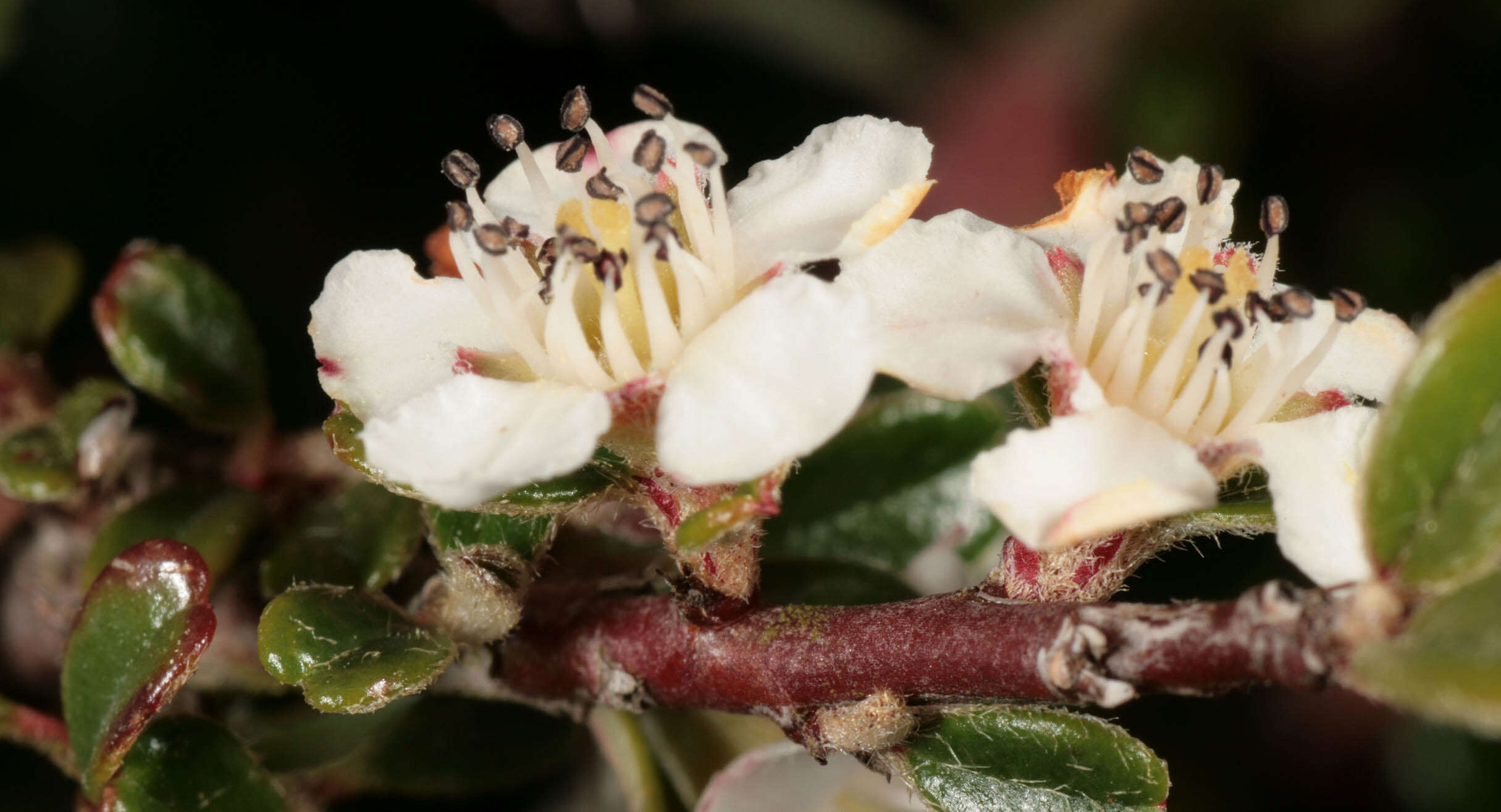 Image of Cotoneaster integrifolius (Roxb.) Klotz