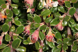 Image of Cotoneaster integrifolius (Roxb.) Klotz