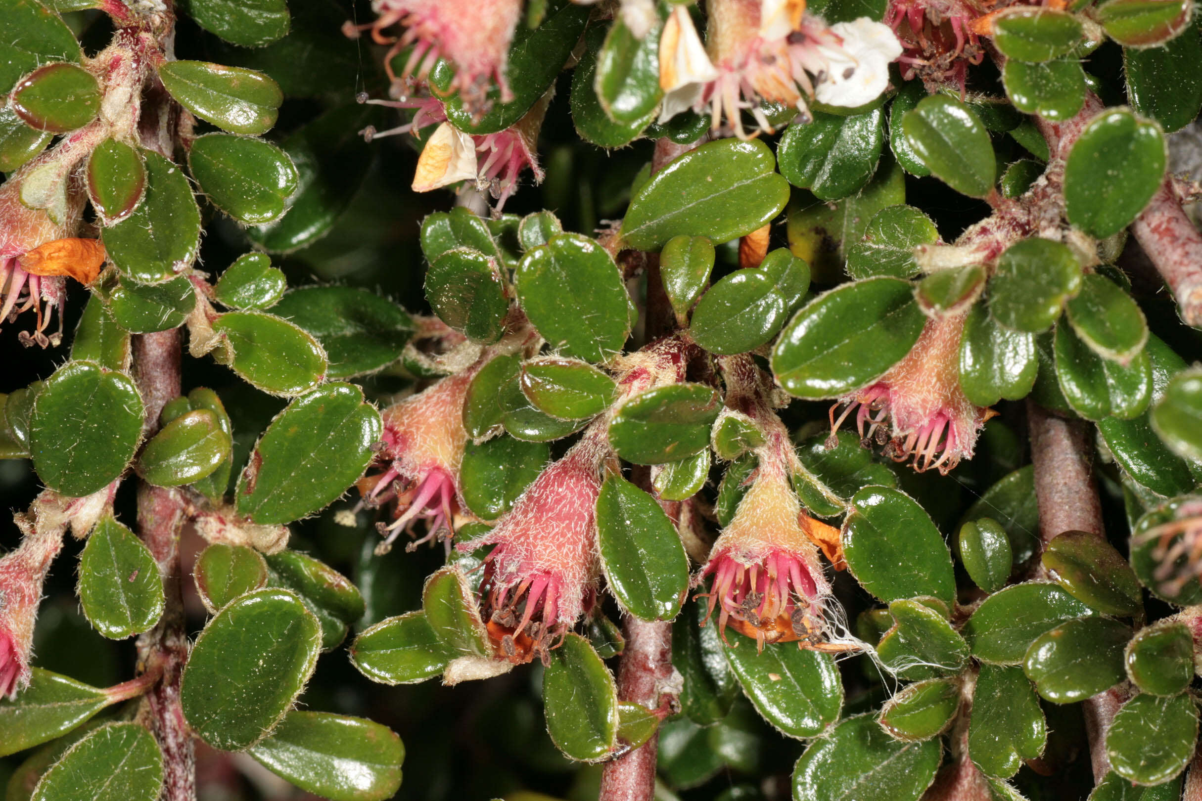 Image of Cotoneaster integrifolius (Roxb.) Klotz