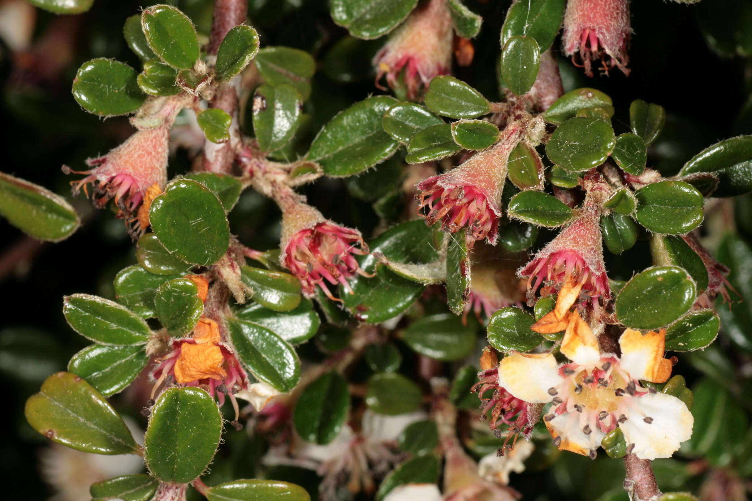 Image of Cotoneaster integrifolius (Roxb.) Klotz