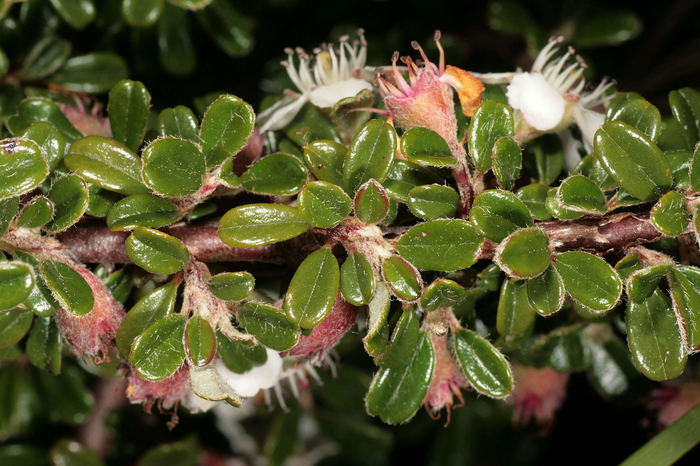 Image of Cotoneaster integrifolius (Roxb.) Klotz